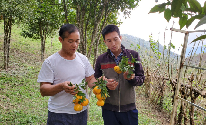 Cây cam Lào đang giúp nhiều hộ dân tại bản Suối Tút thoát nghèo. Ảnh: CTV.