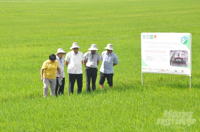 Hiện nay, các địa phương trong vùng Tứ giác Long Xuyên thuộc tỉnh Kiên Giang đang có hàng chục ngàn ha lúa thu đông 2024 cần được chăm sóc, tăng cường gia cố hệ thống đê bao để bảo vệ. Ảnh: Trung Chánh.