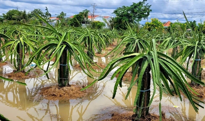 Mua to gây ngập cục bộ các vườn thanh long ở Chợ Gạo. Ảnh: Minh Đảm.