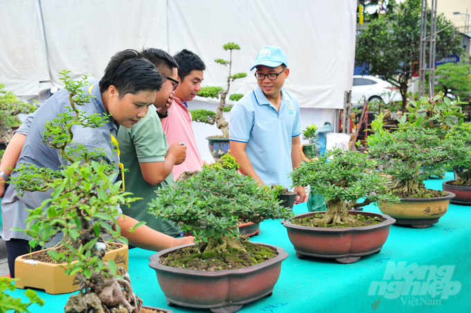 Kiểng bonsai được trưng bày tại triển lãm.