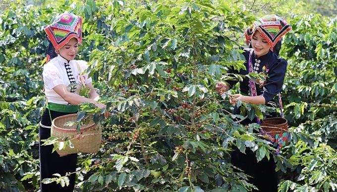 Thu hái cà phê - nông sản xuất khẩu chủ lực - trở thành công việc nâng cao thu nhập cho đồng bào dân tộc. Ảnh: Trấn Long.