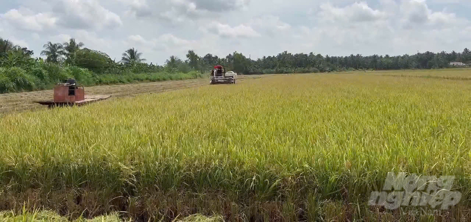 Tra Vinh will expand to the entire province, each district will have a high-quality, low-emission rice model. Photo: Ho Thao.