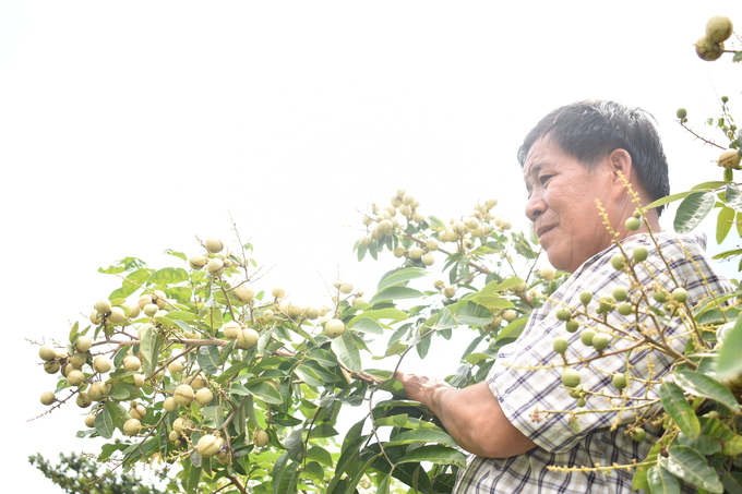 Ông Nguyễn Thanh Sơn bên giống nhãn mới mang chính thương hiệu của ông. Ảnh: Kiều Nhi.