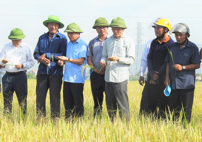 Vai trò liên kết '4 nhà' phát huy thế mạnh trong việc chuyển đổi sản xuất lúa theo tiêu chuẩn hữu cơ. Ảnh: Thanh Nga.