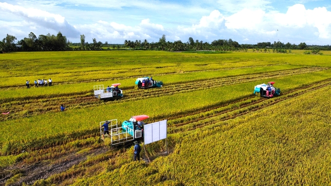 Mô hình thí điểm Đề án 1 triệu ha lúa chất lượng cao ở tỉnh Sóc Trăng bước vào thu hoạch. Ảnh: Kim Anh.