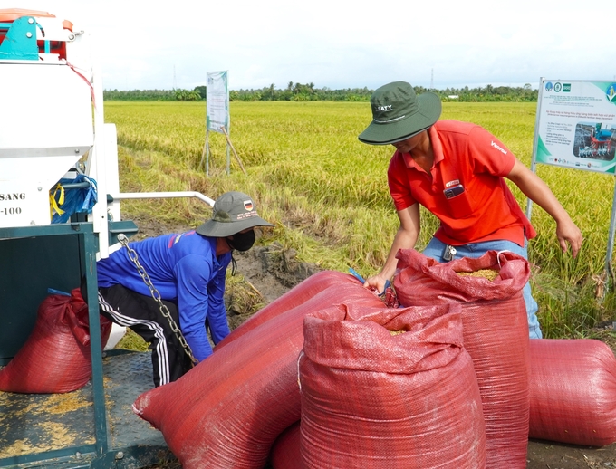 Các mô hình thí điểm đều được doanh nghiệp liên kết thu mua lúa. Ảnh: Kim Anh.