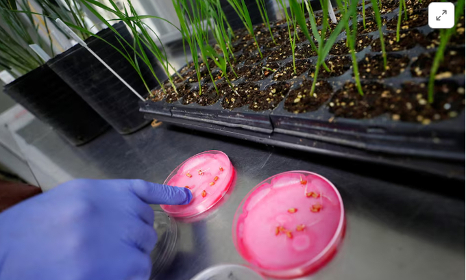 Agricultural engineer Maximiliano Marzetti points to wheat seeds genetically modified with a strain called HB4, which has a gene that helps it better tolerate drought, inside a laboratory at Bioceres Crop Solutions in Rosario, Argentina July 19, 2022.