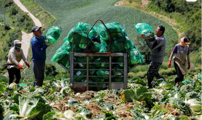 Farmers place packaged kimchi cabbages on a container at the Anbandeogi village's kimchi cabbage field in Gangneung, South Korea, August 22, 2024.