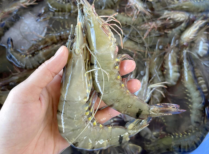 The export price of white leg shrimp to the US has been steadily increasing since February. Photo: Son Trang.