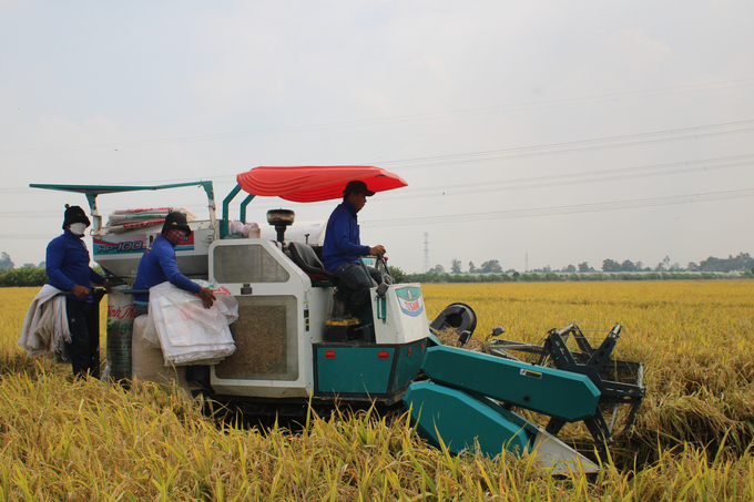 Nông dân tỉnh Trà Vinh phấn khởi thu hoạch lúa trong mô hình tham gia Đề án 1 triệu ha lúa chất lượng cao, phát thải thấp. Ảnh: Hồ Thảo.