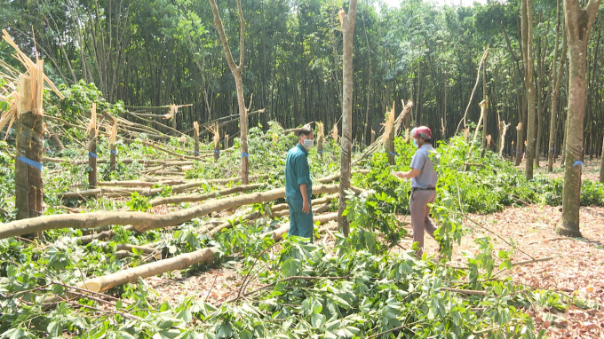 Cao su là cây công nghiệp rất dễ bị thiệt hại nặng do bão. 