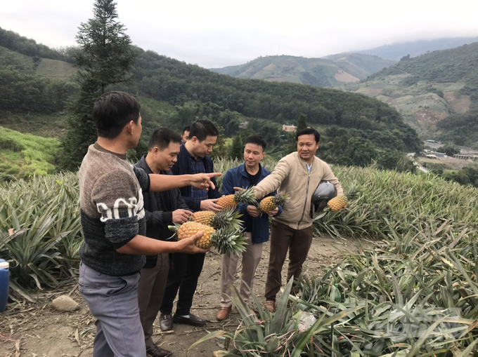 Lãnh đạo Trung tâm Khuyến nông Sơn La cùng Trung tâm Khuyến nông và Giống cây trồng - vật nuôi Điện Biên thăm mô hình sản xuất dứa VietGAP tại HTX Na Sang. Ảnh: Hải Tiến.