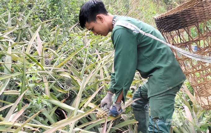 Bà con thu hoạch dứa trong mô hình khuyến nông ở bản Na Sang, xã Na Sang, huyện Mường chà, Điện Biện. Ảnh: Hải Tiến.