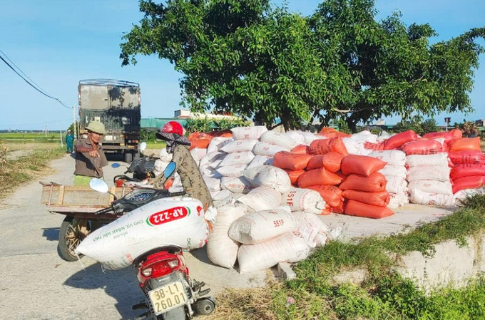 Thương lái thu mua lúa tại chân ruộng cho bà con. Ảnh: Hưng Phúc.