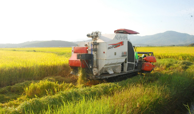 Nhiều vùng bà con tranh thủ thu hoạch lúa xuyên trưa. Ảnh: Hưng Phúc.