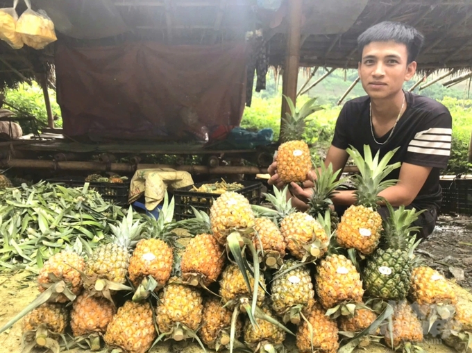 Dứa trong mô hình khuyến nông được cấp tem mác để truy xuất nguồn gốc nên rất dễ bán. Ảnh: Hải Tiến.