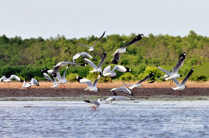 The mangrove forests in Ca Mau province are naturally advantageous, with various products possessing high economic value. Photo: Trong Linh.