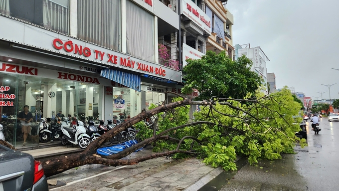 Cây xanh bật gốc, đổ xuống đường trên đường Trần Phú.