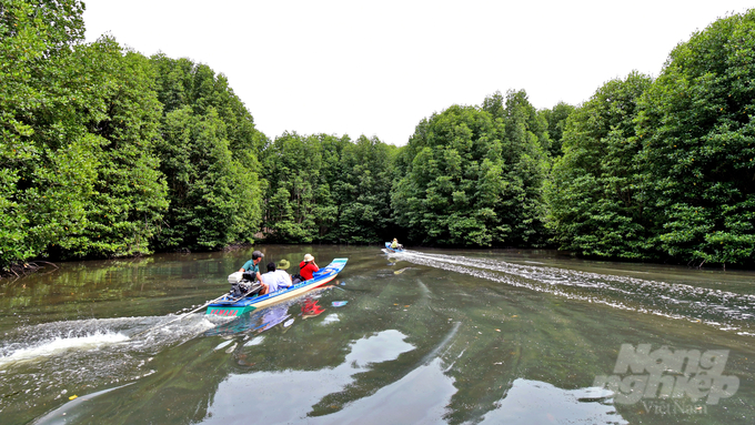 The mangrove ecosystem also allows local residents to generate income through eco-tourism and community-based tourism ventures. Photo: Trong Linh.