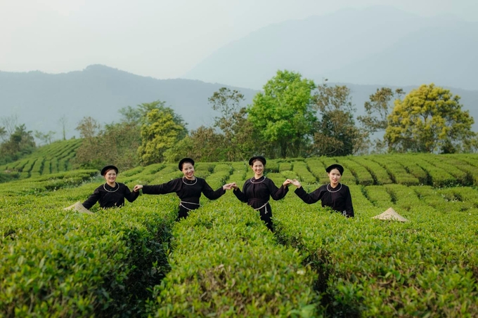 Vùng trồng chè trên đỉnh Phja Đén của Công ty TNHH Kolia Cao Bằng. Ảnh: Kolia Cao Bằng. 