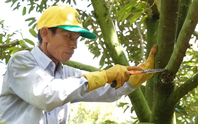 Vườn sầu riêng sau thu hoạch nhà nông cần tạo hình, tỉa cành, xử lý phòng trừ bệnh xì mủ cho vườn cây. Ảnh: Tuấn Nam.