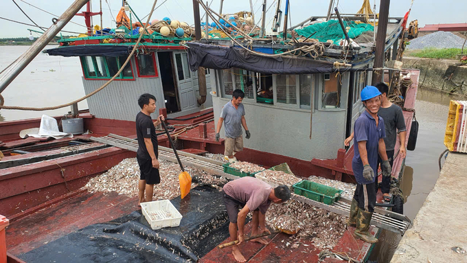 Sáng 6/9, 3 tàu cá của ngư dân Trần Văn Lập (xã Phúc Thắng, huyện Nghĩa Hưng) đã cập bến an toàn vào nơi neo trú tránh bão. Ảnh: Kiên Trung.