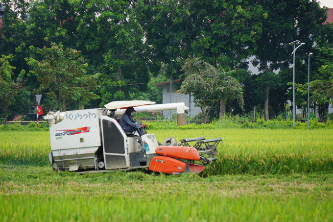 Máy gặt hoạt động hết công suất, giúp dân gặt lúa chạy bão. Ảnh: Quốc Toản.