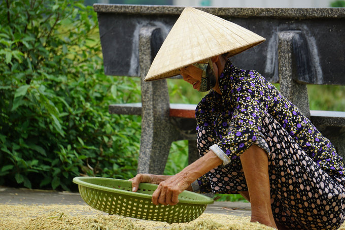 Bà Trịnh Thị Thủy chấp nhận thu hoạch 'lúa non' để chạy bão. Ảnh: Quốc Toản.