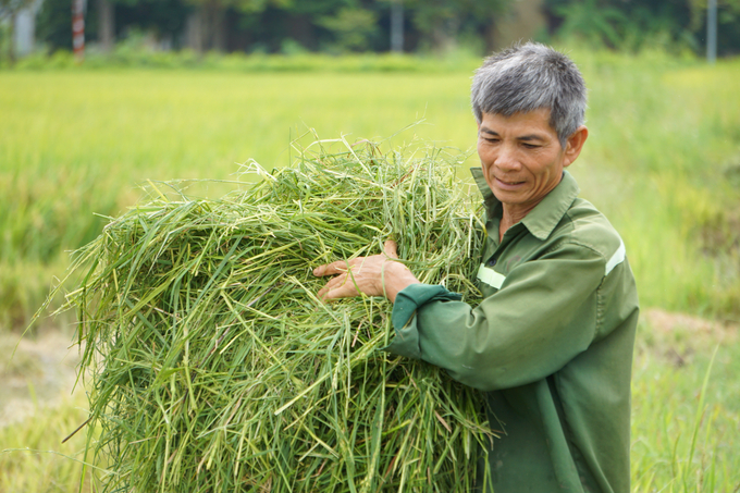 Ông Nguyễn Văn Niên thu gom rơm rạ sau khi gặt xong 8 sào lúa. Ảnh: Quốc Toản.