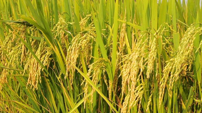 Update on rice prices on 09/05/2024