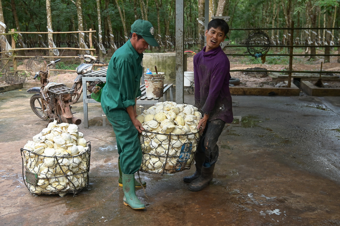 Cambodian workers tapping rubber in the plantation. Photo: Tung Dinh.