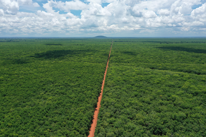 Cánh đồng cao su bạt ngàn, xanh mướt của Công ty TNHH Phát triển Cao su Phước Hòa Kampong Thom. Ảnh: Tùng Đinh.