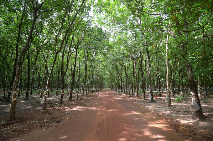 The high-quality rubber plantation of Ba Ria Kampong Thom. Photo: Tung Dinh.