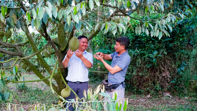 Ông Quới (phải) phấn khởi chia sẻ thành quả canh tác sầu riêng hữu cơ với phóng viên. Ảnh: Trần Trung.