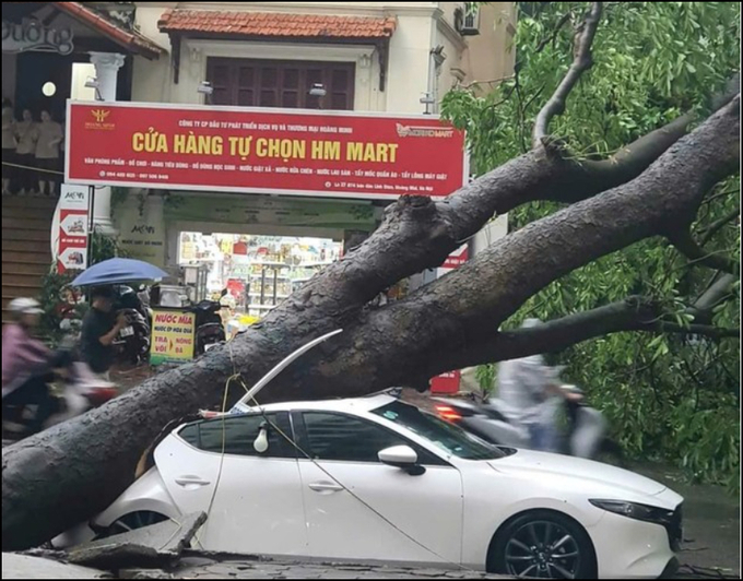 Trên tuyến phố Linh Đàm, mưa lớn cây đổ khiến 2 người đi đường bất tỉnh. 