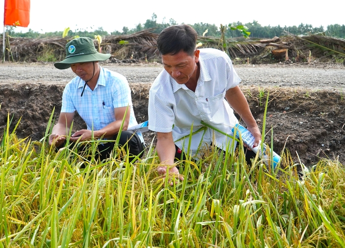 Nông dân phấn khởi thăm cánh đồng lúa canh tác theo quy trình giảm phát thải ở tỉnh Sóc Trăng. Ảnh: Kim Anh.