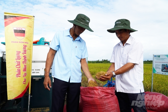 Toàn bộ sản lượng lúa từ mô hình thí điểm ở Sóc Trăng đã được doanh nghiệp ký kết hợp đồng thu mua. Ảnh: Kim Anh.