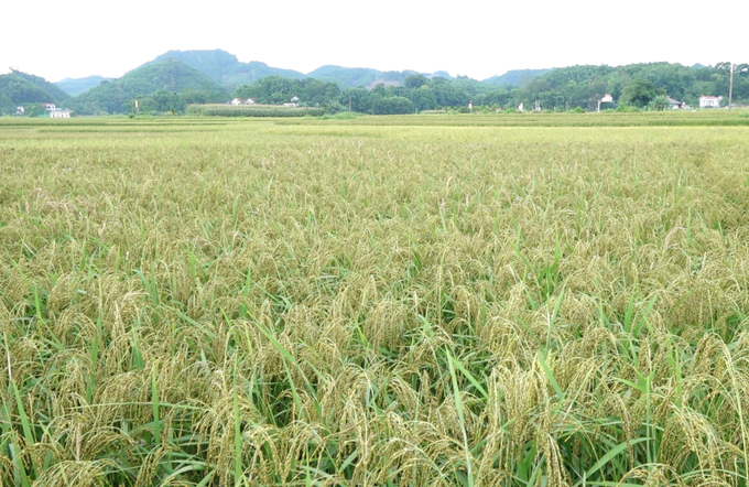 Hơn 10 chục năm qua, Thái Nguyên không xẩy ra các dịch hại nghiêm trọng trên cây trồng . Ảnh: Phạm Hiếu.