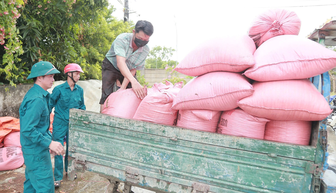 Chủ động đi trước 1 bước, khẩn trương thu hoạch những diện tích lúa chín trên 80% là chủ trương chung của tỉnh Nghệ An. Ảnh. Ngọc Linh.