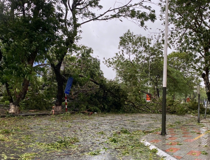 Tại Hải Phòng đến trưa 7/9 đã xuất hiện mưa lớn kèm gió mạnh khiến nhiều cây bị đổ. Trên địa bàn phường Máy Tơ có 1 cây đổ, chính quyền địa phương đã phối hợp với công ty cây xanh xư lý, không có thiệt hại về người.