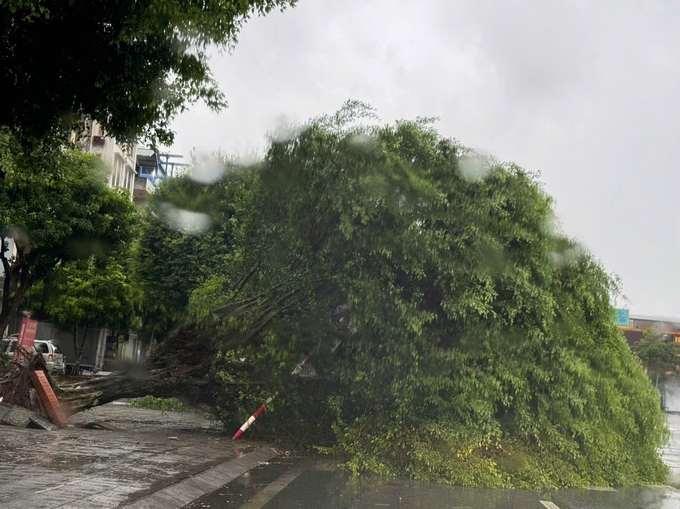 Tại TP Hạ Long (Quảng Ninh), mưa to kèm gió lớn khiến nhiều cây bật gốc, đổ xuống đường. Gió giật mạnh khiến nhiều người và xe máy khó có thể di chuyển. Trên một số đoạn đường bao biển đã được  đặt biển cấm nhằm đảm bảo an toàn.