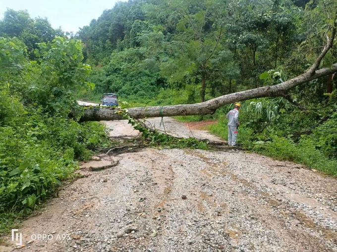 Cây xanh gẫy đổ tại huyện Văn Yên.