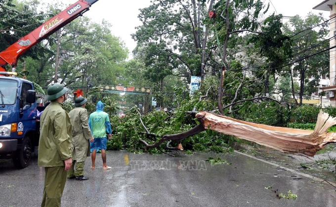 Lực lượng chức năng dọn dẹp cây đổ tại thành phố Lạng Sơn để đảm bảo an toàn lưu thông. Ảnh: Văn Đạt/TTXVN.