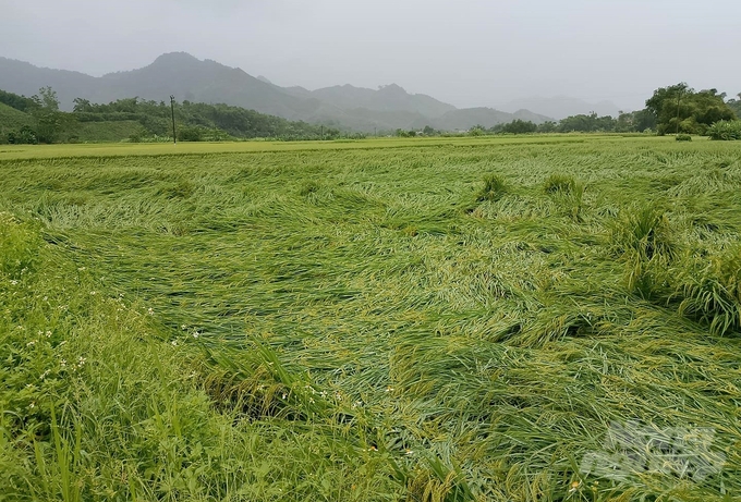 Mưa lớn cũng khiến hơn 1.300ha lúa, hơn 300ha ngô và rau màu tại các địa phương bị ngập úng, đổ gãy, thiệt hại. Riêng tại huyện Sơn Dương có hơn 1.200ha lúa và gần 300ha ngô, rau màu bị ảnh hưởng.