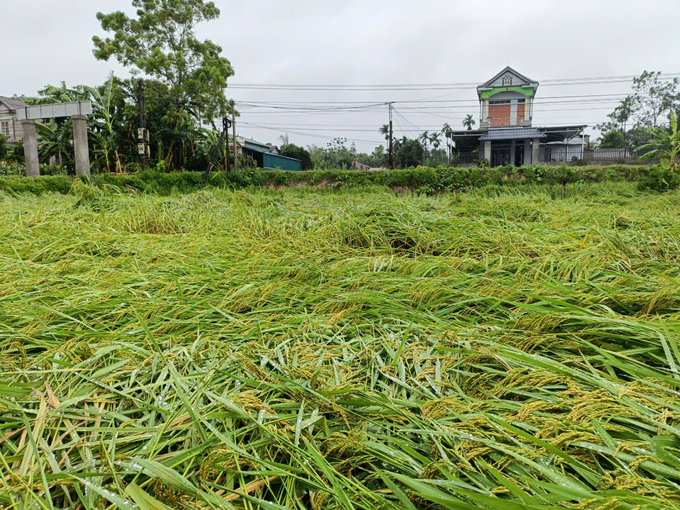 Trên 600 ha lúa, ngô, rau màu, cây lâm nghiệp bị đổ gãy. Ảnh: Thanh Tiến.