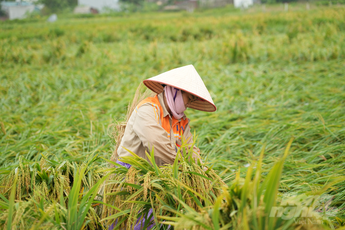 Người dân huyện Sóc Sơn dựng, buộc lúa bị ngã đổ. Ảnh: Khánh Linh.