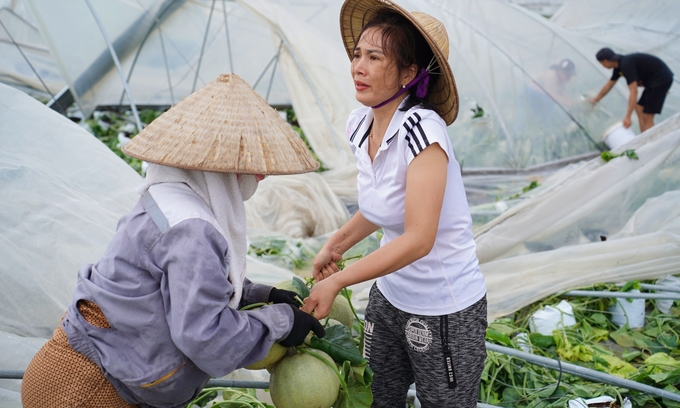 Chị Cuối cùng bà con hàng xóm nhặt dưa lưới tại nhà màng. Ảnh: Bảo Thắng.