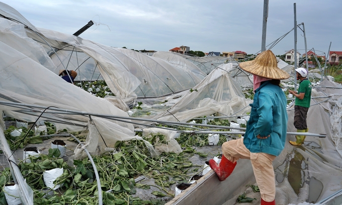 Toàn bộ nhà màng của gia đình chị Cuối bị đổ sụp, thiệt hại hàng tỷ đồng. Ảnh: Bảo Thắng.