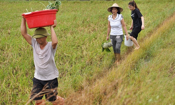 Hàng xóm hỗ trợ chị Cuối thu hoạch dưa. Ảnh: Bảo Thắng.