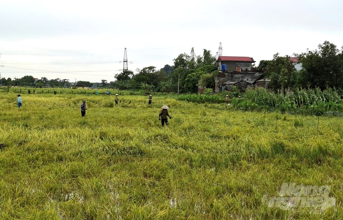 Những diện tích lúa đổ có thể thu hoạch, người dân đang huy động nhân lực gặt tay khi máy gặt chưa thể xuống đồng. Ảnh: Trung Quân.